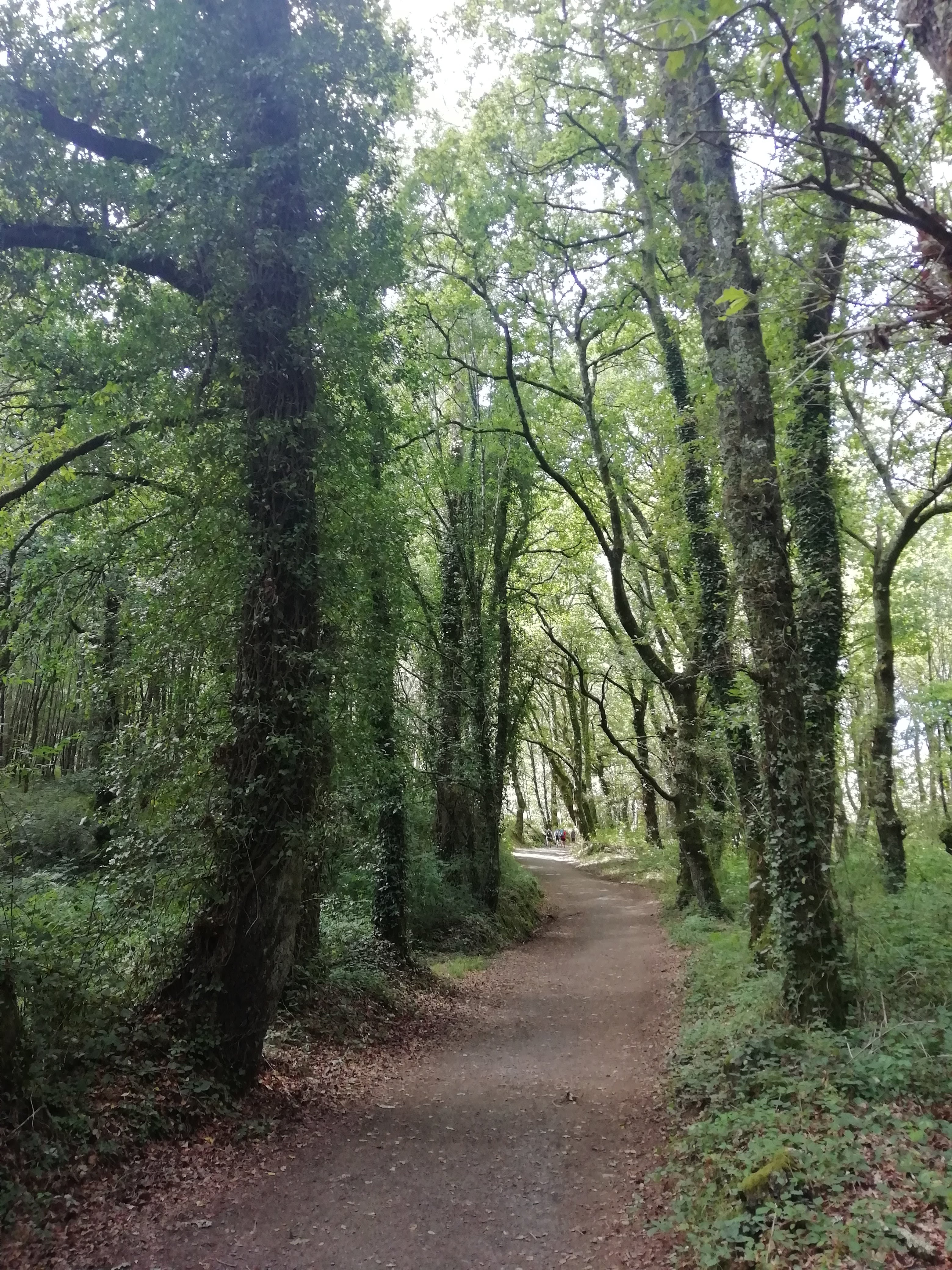 Bosque  en Mellid